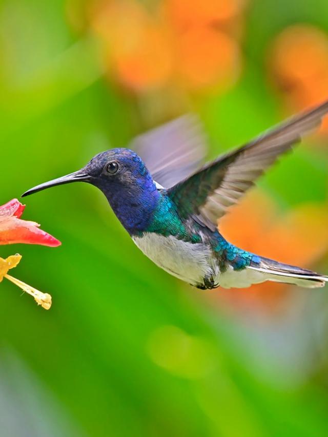 Best Annuals to Plant in Containers for Hummingbird Attraction