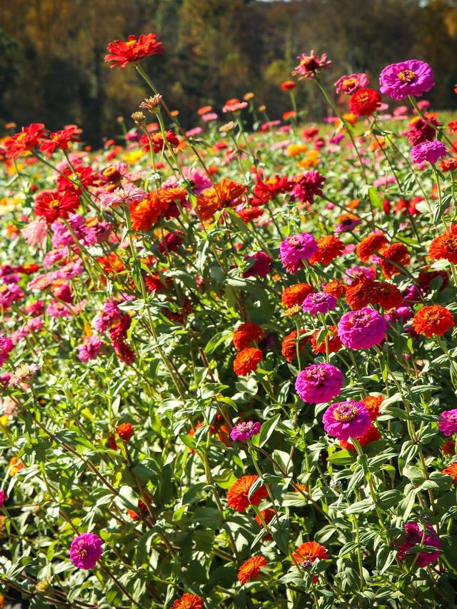 Best Bi-Color Perennials for Enhancing a Rainbow Garden Palette