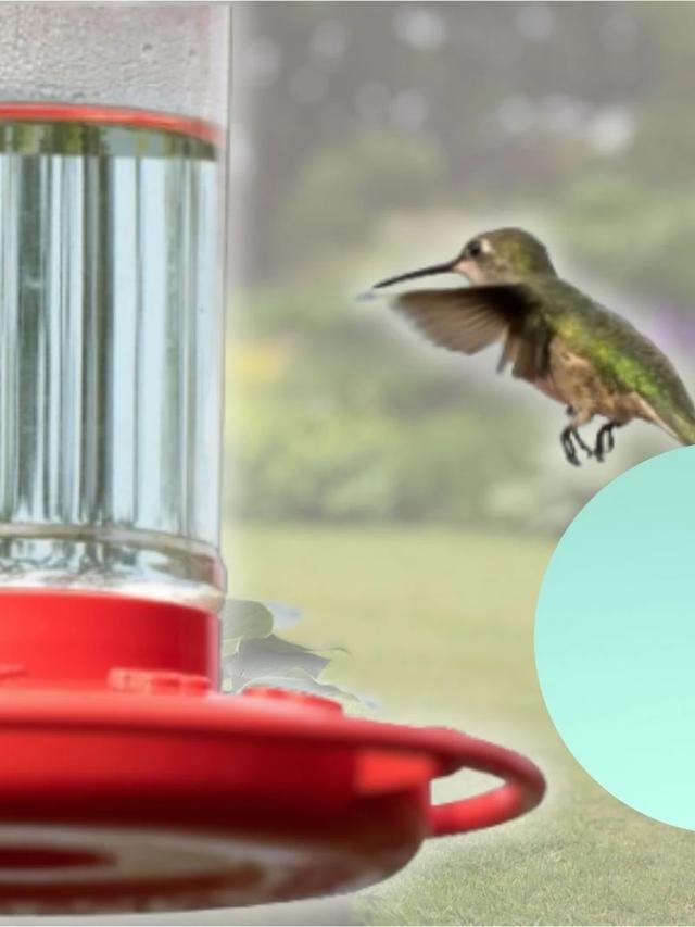 Best Cleaning Tools and Solutions for Hummingbird Feeders