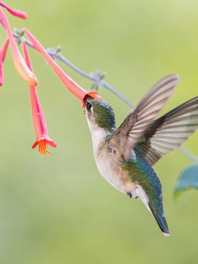 Best Climbing Plants for Attracting Hummingbirds to Trellises and Arbors