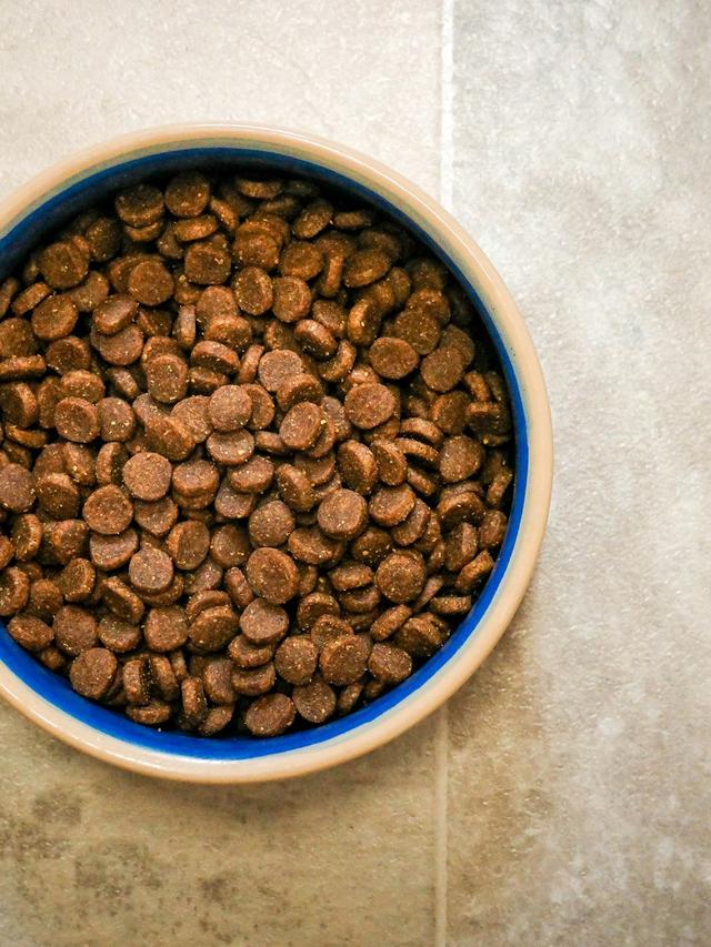 Best Dog Foods for Breeds Prone to Allergies