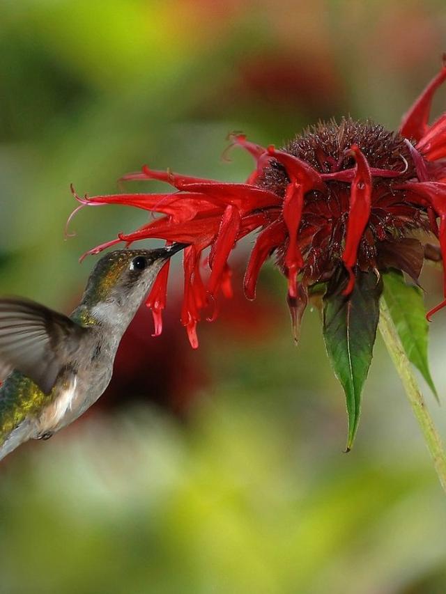 Best Edible Plants for Hummingbird-Friendly Container Gardens