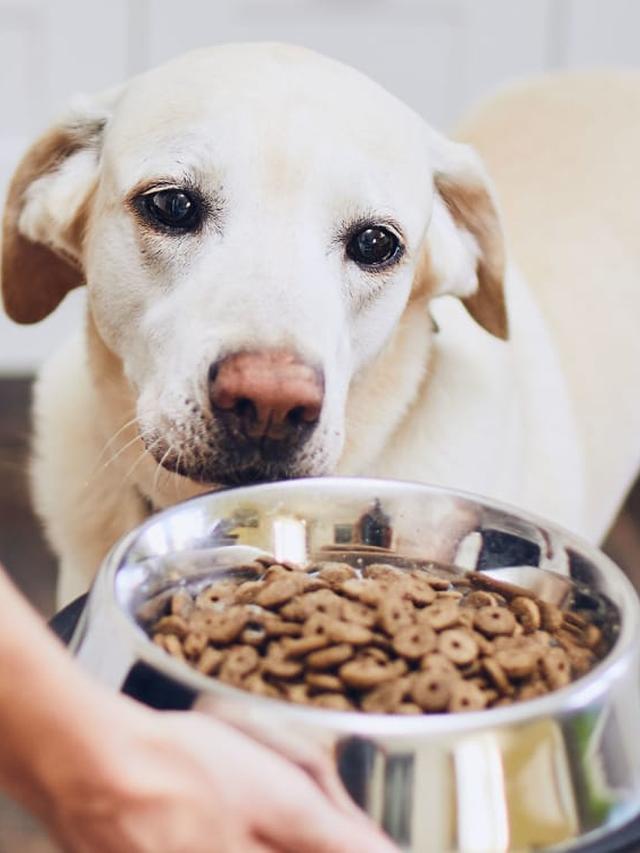 Best Hypoallergenic Dog Foods for Breeds with Food Sensitivities