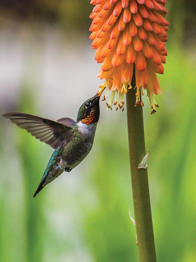 Best Late-Season Bloomers to Keep Hummingbirds Fed in Fall