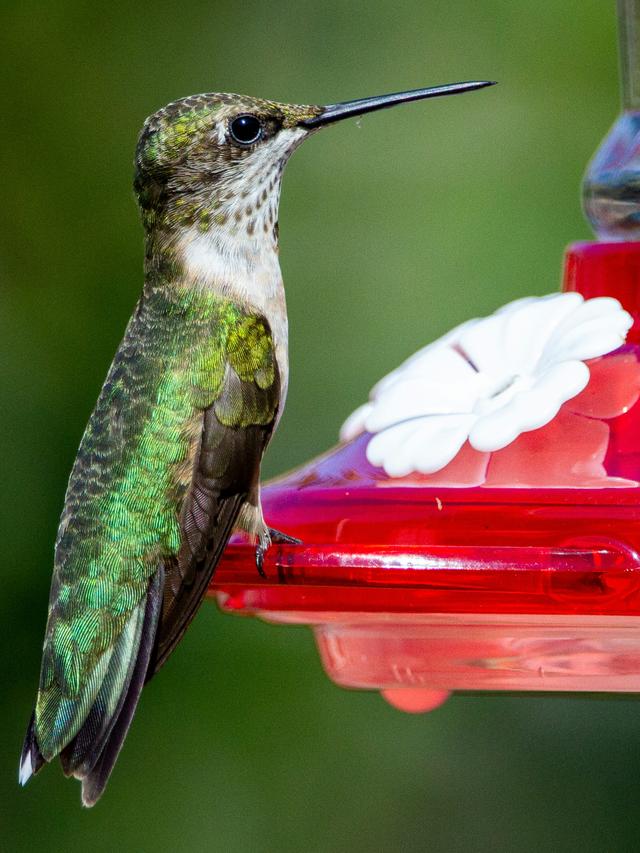 Best Locations to Hang Hummingbird Feeders for Easy Maintenance