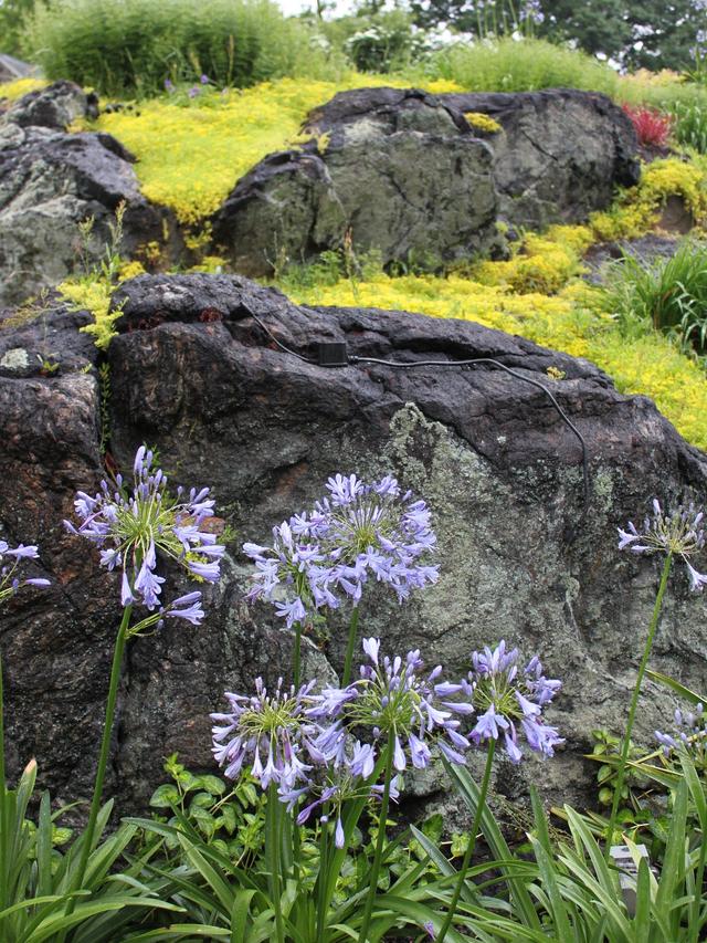 Best Perennial Flowers for Alpine and Rocky Environments