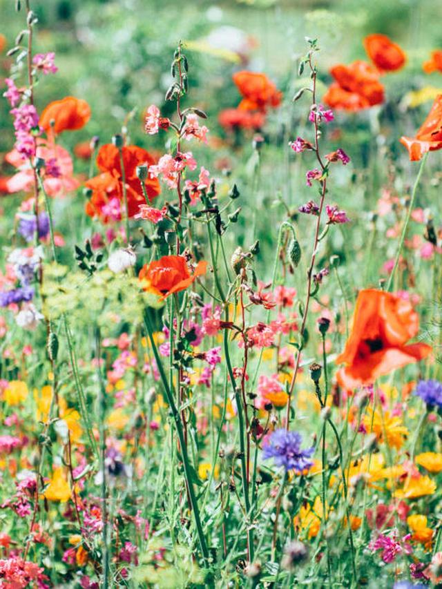 Best Perennial Flowers for Continuous Bloom