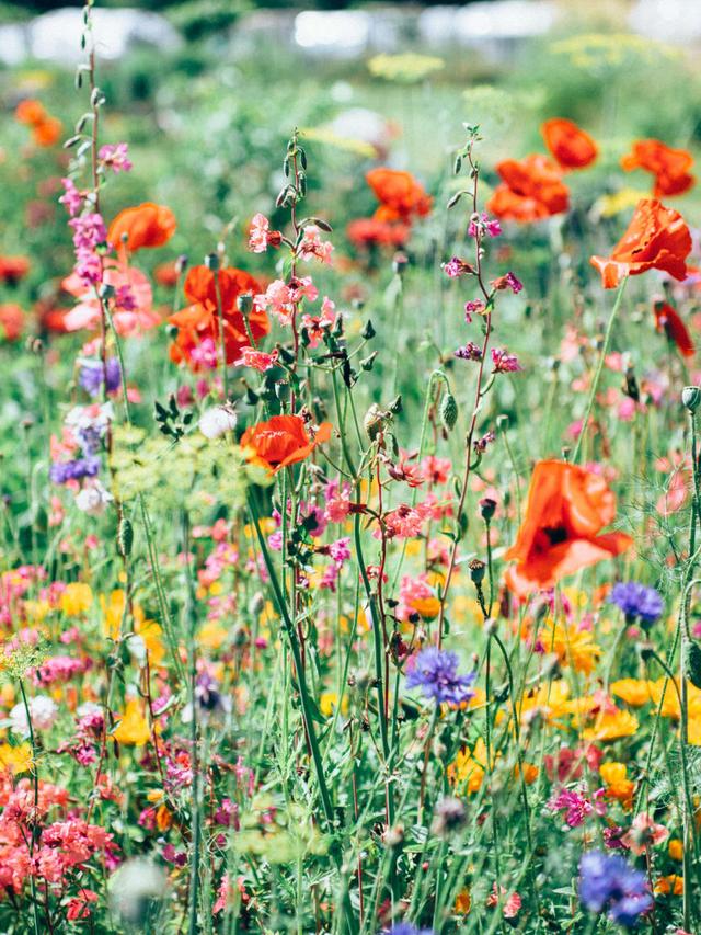 Best Perennial Flowers for Mixed Plantings