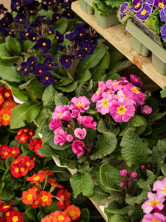 Best Perennial Flowers for Small Space Gardens