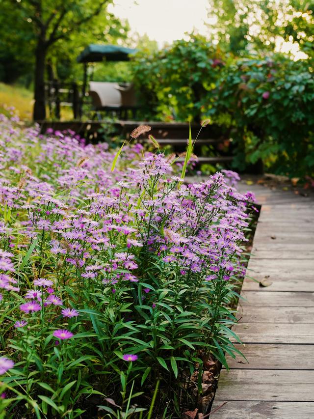 Best Perennial Flowers for Urban Landscapes