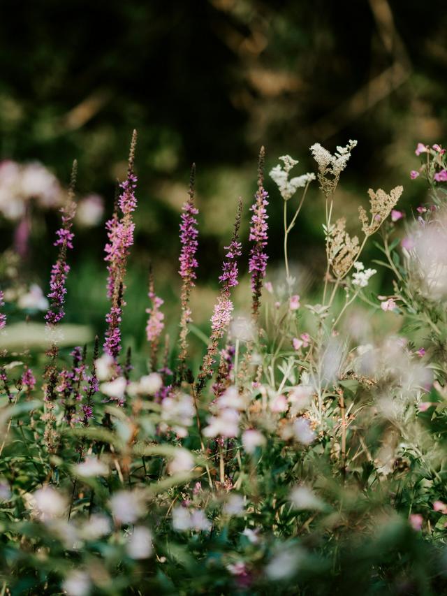 Best Perennials for Dry Meadows and Rocky Fields