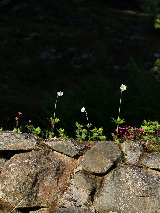 Best Perennials for Rockery Gardens and Dry Walls