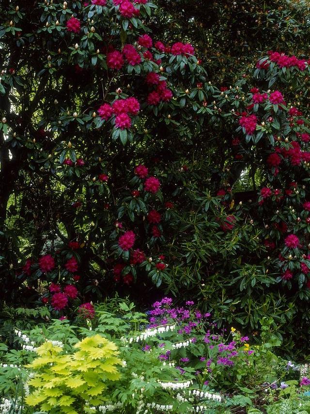 Best Perennials for Underplanting Ornamental Trees