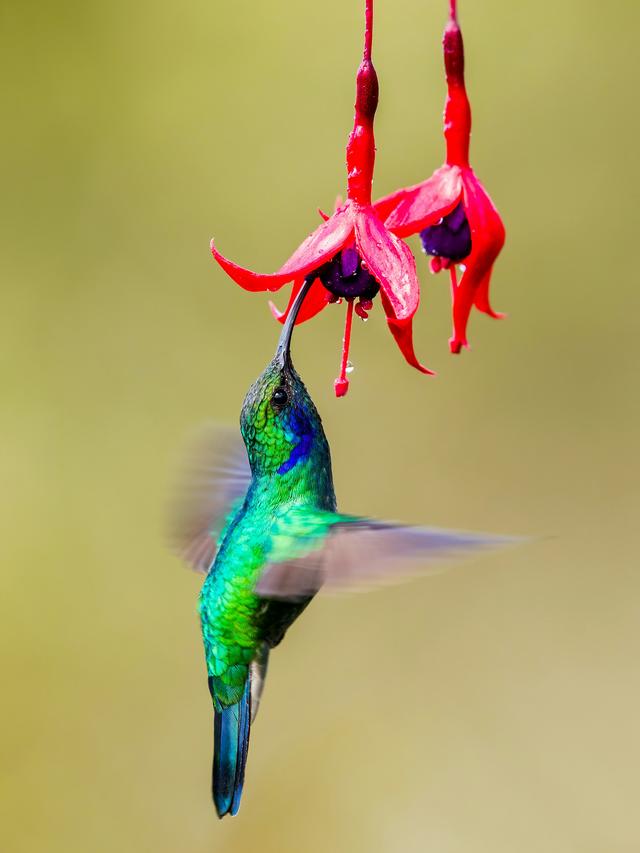 Best Practices for Minimizing Disturbance While Photographing Hummingbirds