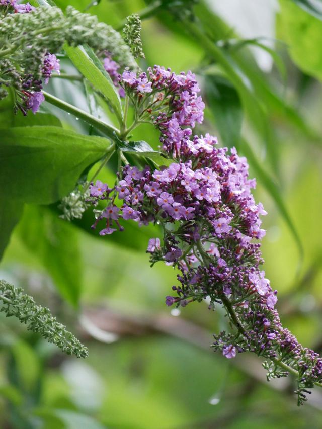 Best Purple Perennial Flowers for Adding Depth to Your Rainbow Garden