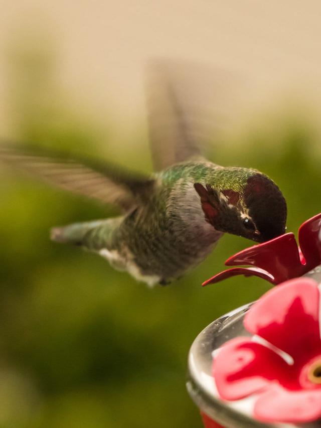 Best Techniques for Cleaning Hummingbird Feeders with Narrow Openings