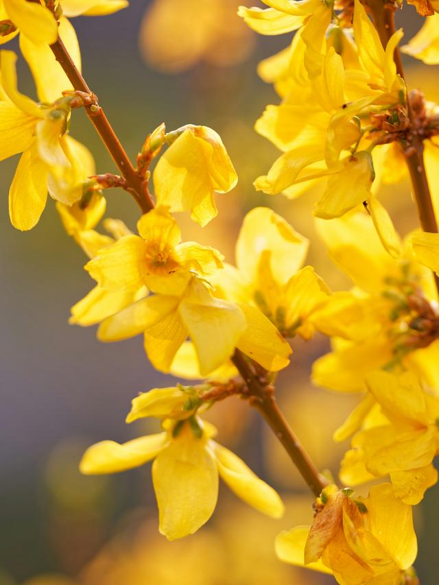 Best Yellow Perennials to Add Sunshine to Your Rainbow Garden