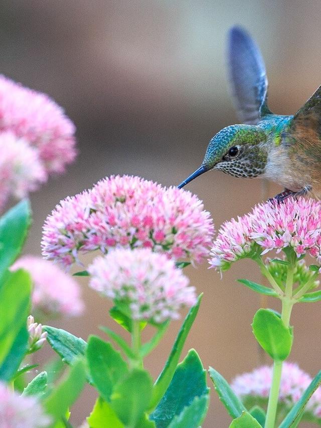 Choosing Tubular Flowers to Maximize Hummingbird Visits