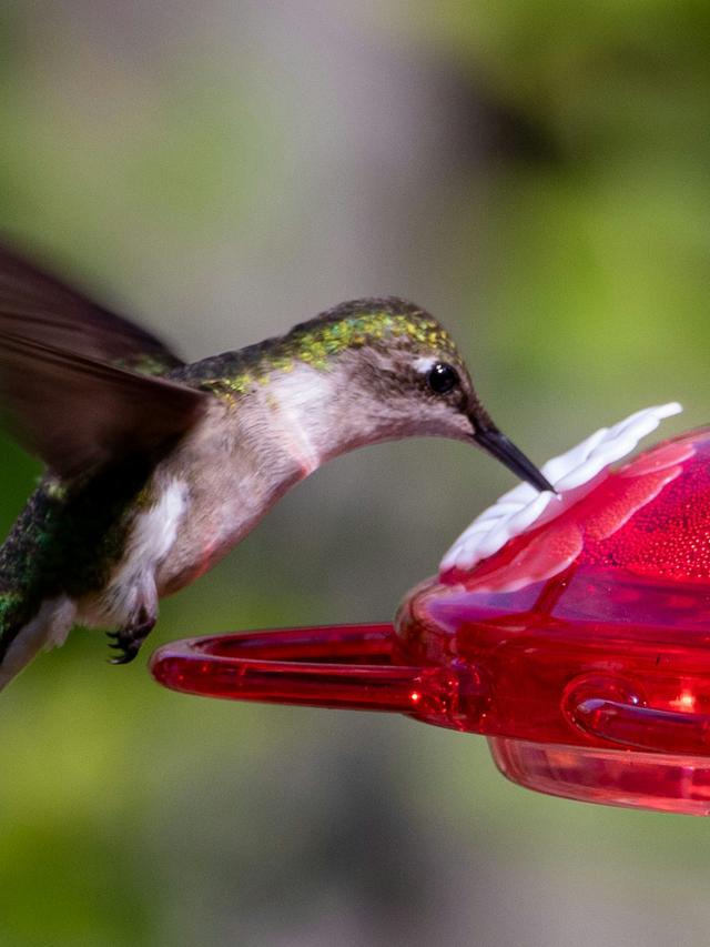 Choosing the Right Type of Hummingbird Feeder for Easy Maintenance