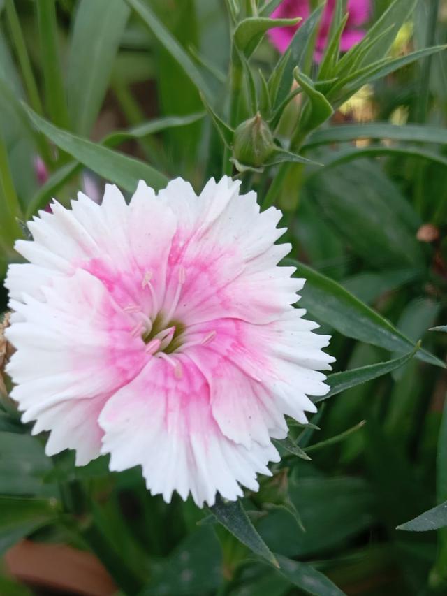 Colorful Perennial Flowers for Underplanting Flowering Trees