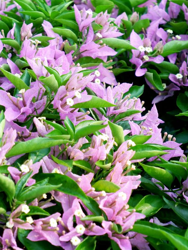 Combining Green Foliage and Perennial Flowers for a Lush Rainbow Garden