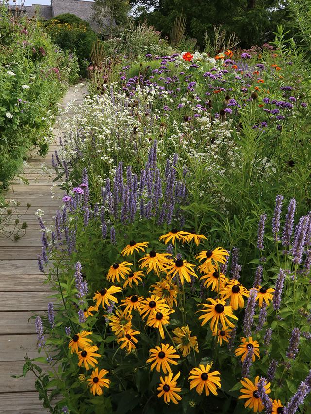 Designing a Pollinator-Friendly Garden: Top Perennials for Native Insects