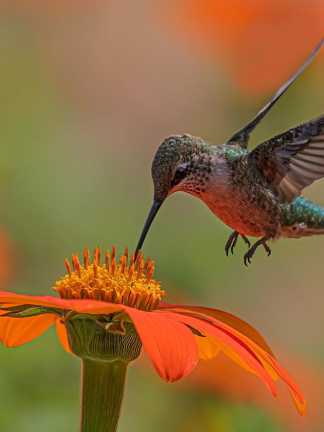 Discover the World’s Most Stunning Hummingbird Species and Their Exotic Homes!