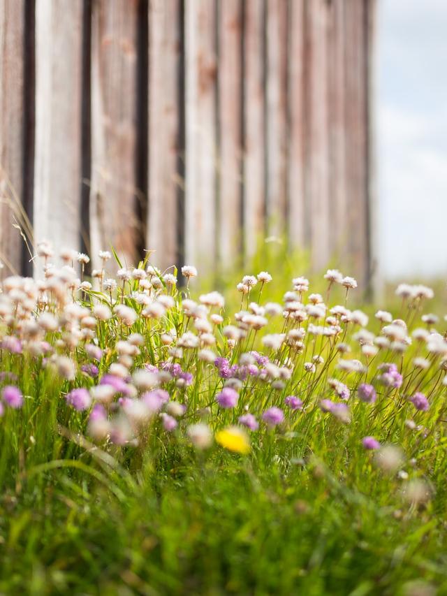 Drought-Resistant Perennial Flowers for Underplanting