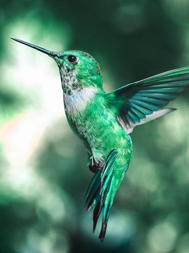 Essential Camera Settings for Capturing Stunning Hummingbird Photos