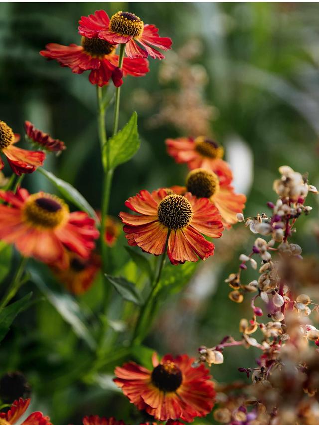 Expert Tips for a Flower-Packed Festival: Perennials to Use