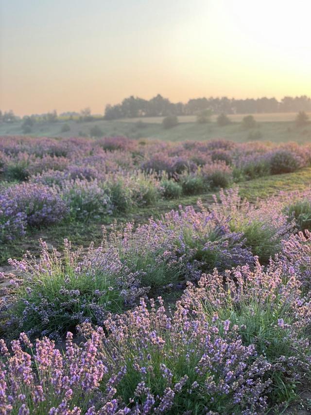 From Seed to Bloom: A Step-by-Step Guide to Growing and Caring for Lavender