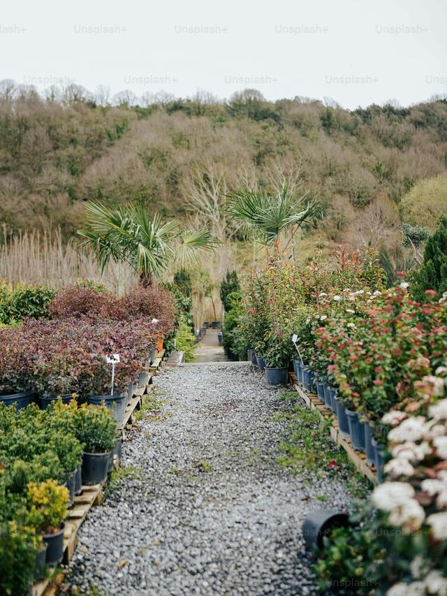 Hardy Perennials for Gravelly Pathways and Driveways