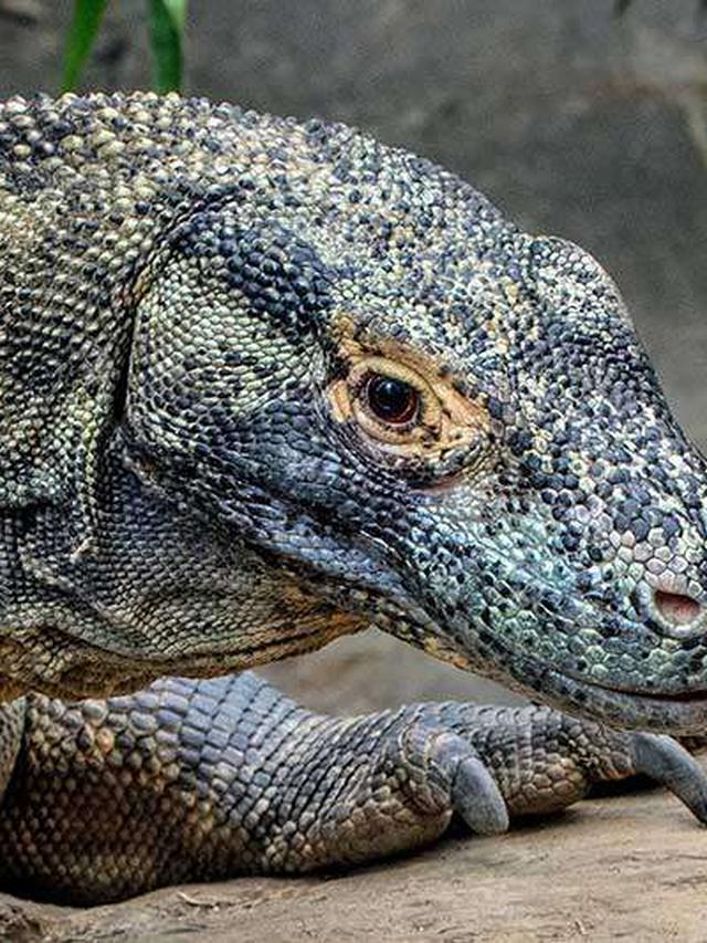 How Komodo Dragons Affect the Reproductive Success of Prey Species