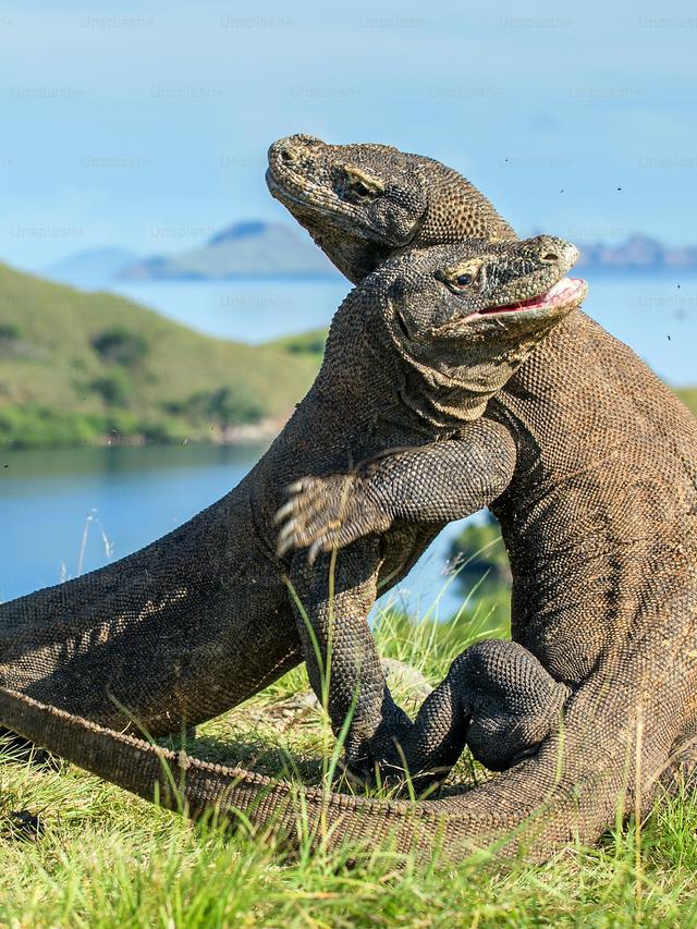 How Komodo Dragons Contribute to the Health of Their Ecosystem