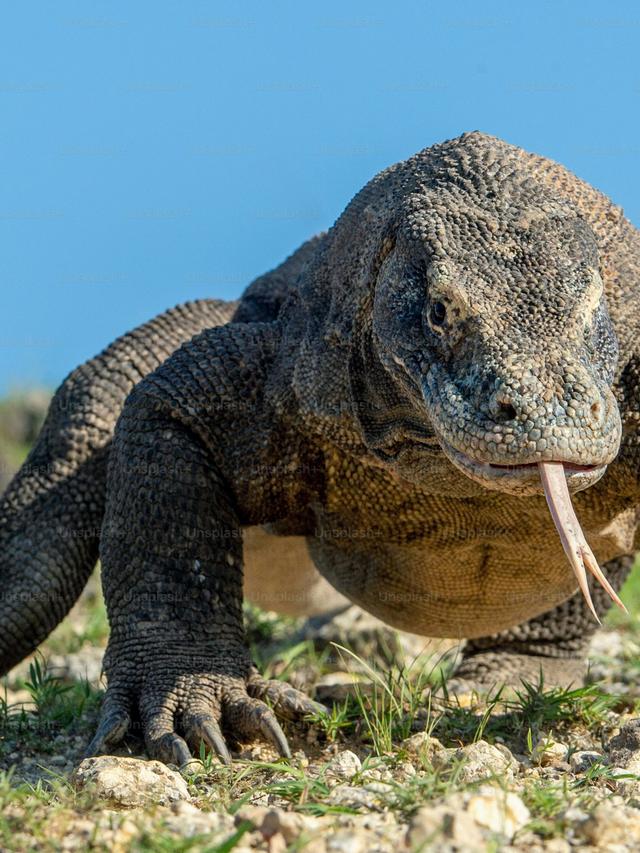 How Komodo Dragons Influence the Biodiversity of Their Habitat