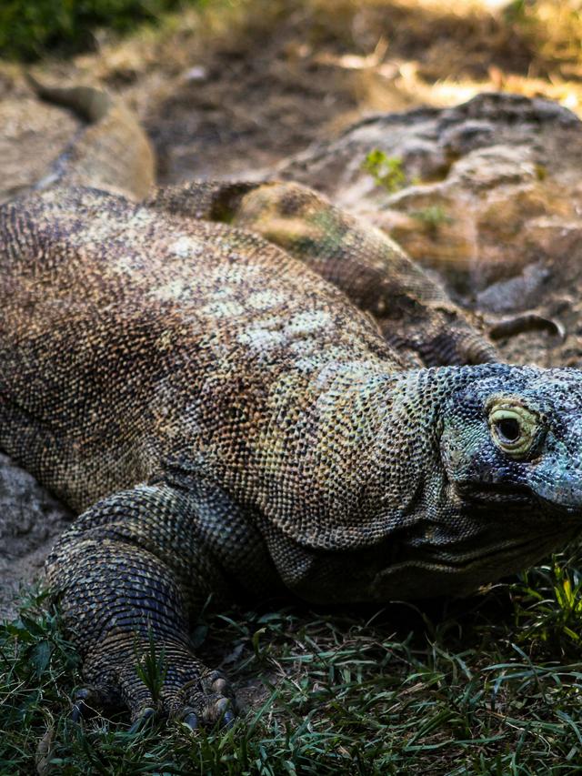 How Komodo Dragons Influence the Distribution of Carcasses in Their Habitat