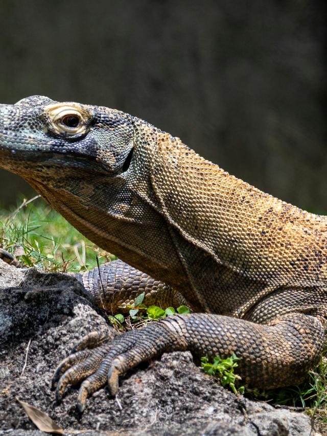 How Komodo Dragons Shape the Behavior and Distribution of Other Wildlife