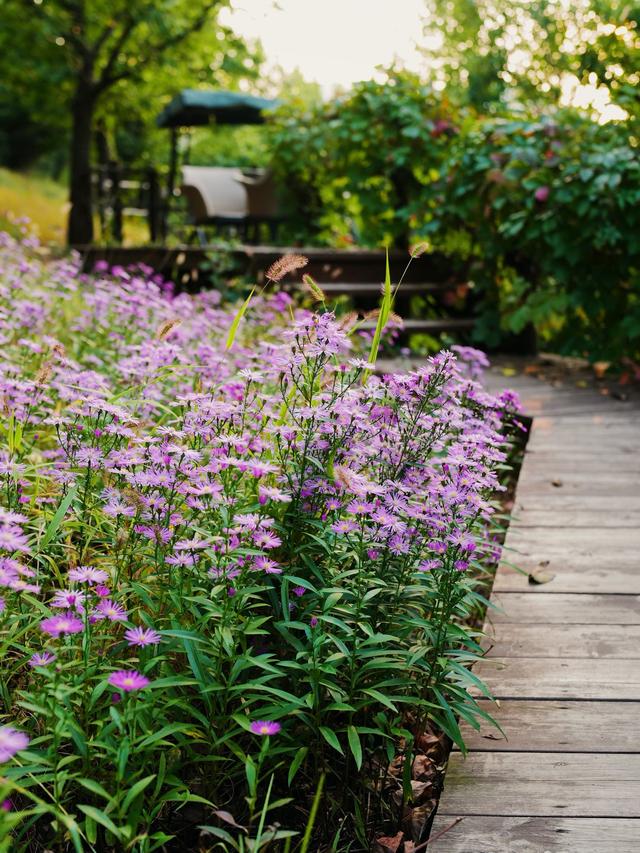 How Perennial Flowers Can Revolutionize Your Festival Decor