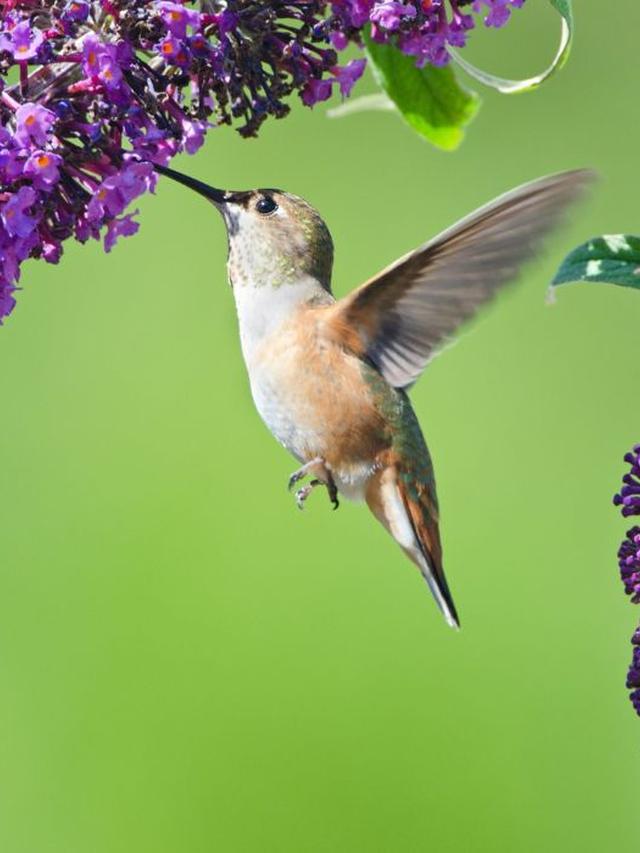 How to Attract Hummingbirds with Butterfly-Friendly Plants