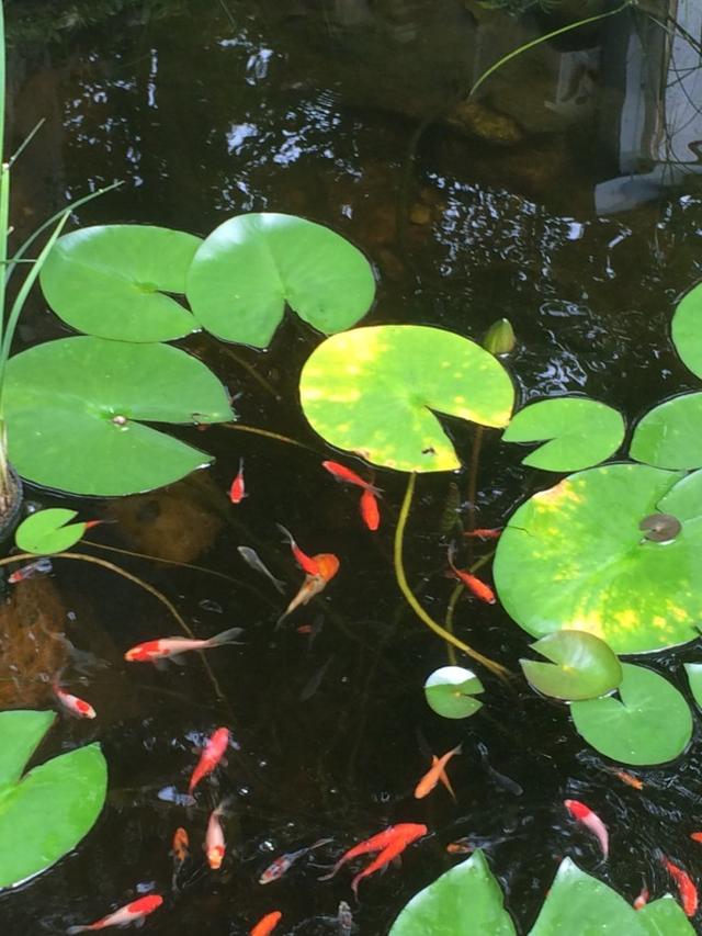 How to Attract Hummingbirds with Plants in Wetland Areas