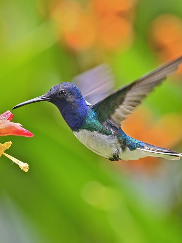 How to Attract Hummingbirds with Shade-Tolerant Plants