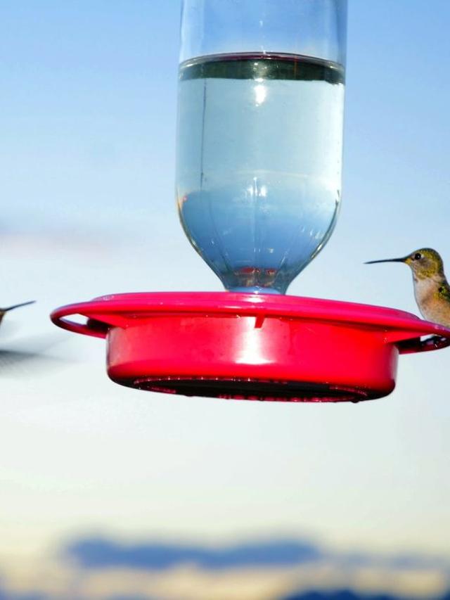 How to Avoid Bees and Wasps at Hummingbird Feeders