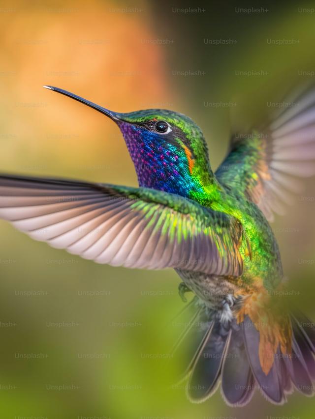 How to Capture Hummingbird Behavior and Interactions in Photos