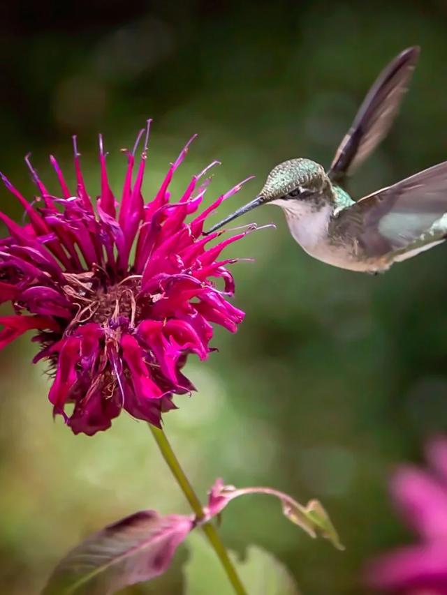 How to Combine Hummingbird Plants for Continuous Bloom in Containers