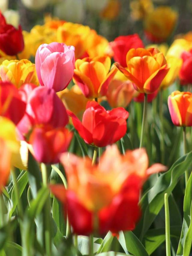 How to Combine Red and Orange Perennial Flowers for a Fiery Rainbow Garden