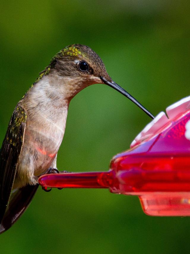 How to Create a Hummingbird-Friendly Environment for Photography