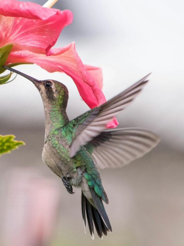 How to Create a Hummingbird Garden with Nectar-Rich Plants