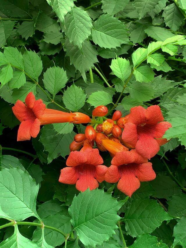 How to Create a Hummingbird Garden with Self-Watering Containers