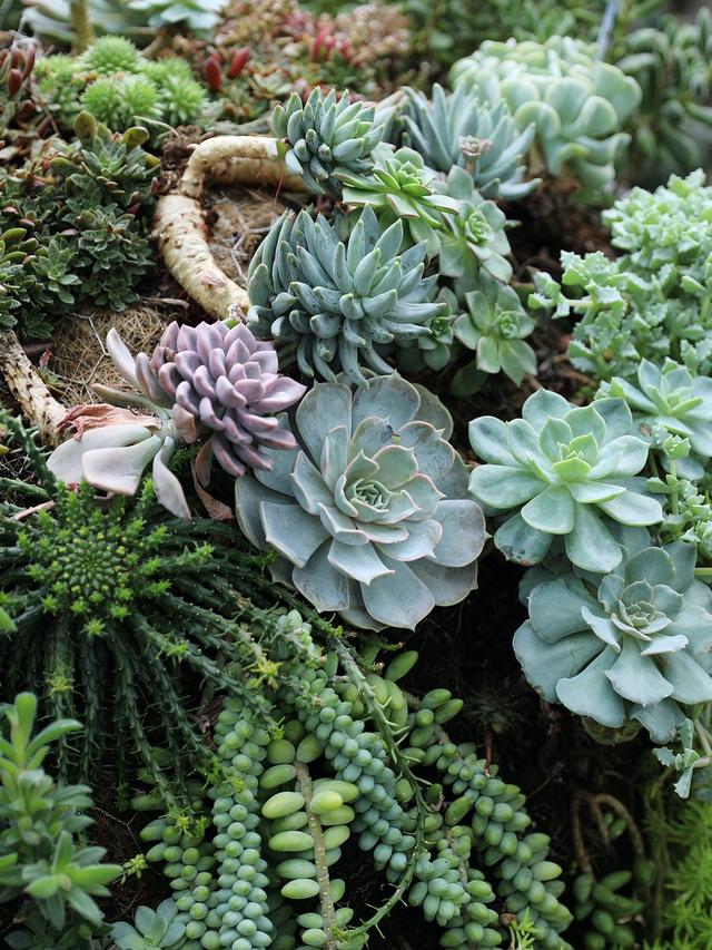 How to Create a Hummingbird Habitat with Succulents and Cacti