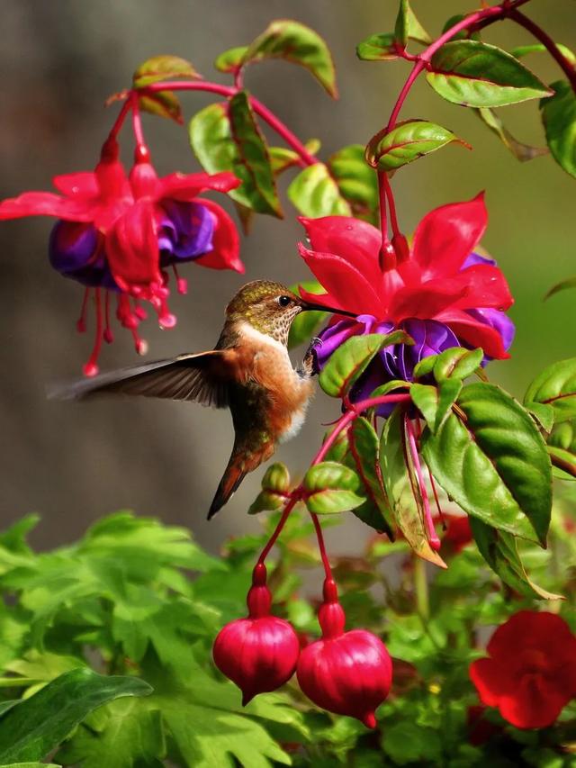 How to Create a Portable Hummingbird Garden with Containers